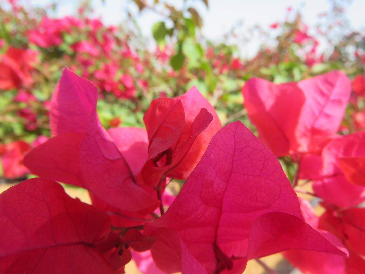 Bermuda Villas Holiday Home Ras al-Khaimah Ruang foto
